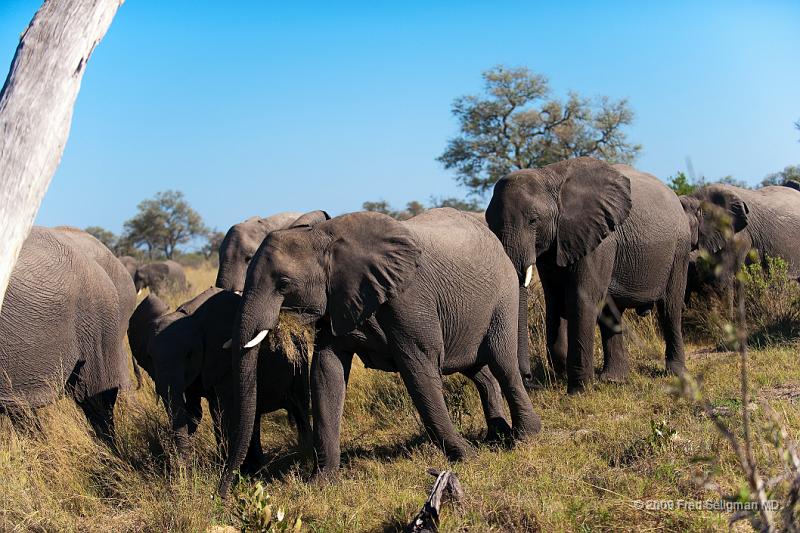 20090616_095348 D3 X1.jpg - Elephants